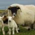 Blackface_ewe_Cheviot-cross_lambs